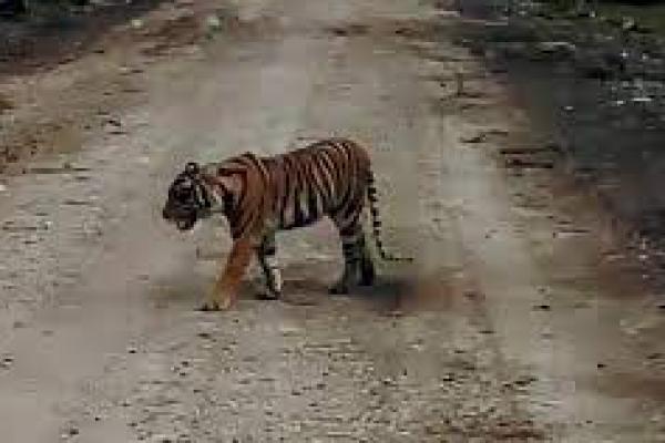 Petani Sawit Diserang Harimau di Aceh Selatan