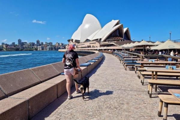 Berkat Anjing, Pengunjung Opera Sydney Bebas dari Gangguan Burung Camar