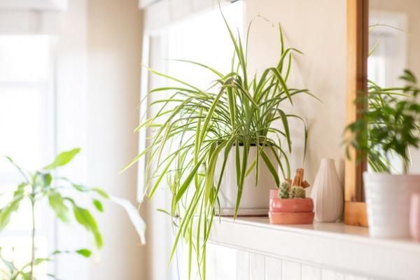 Gampang Hidup dan Simpel, Simak Trik Menanam dan Merawat Spider Plant