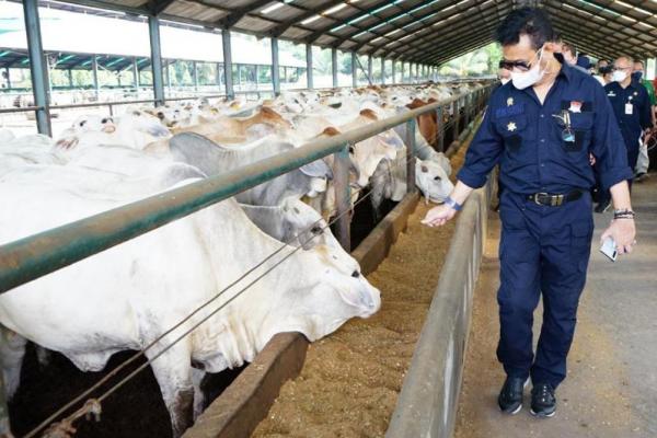 Mentan SYL Minta Warga Tak Khawatir Soal Stok Sapi Siap Potong