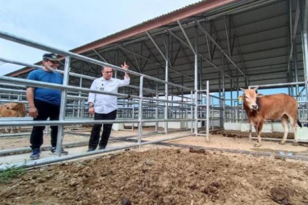 Kementan: Kunci Pengembangan Sapi Aceh adalah Kekompakan