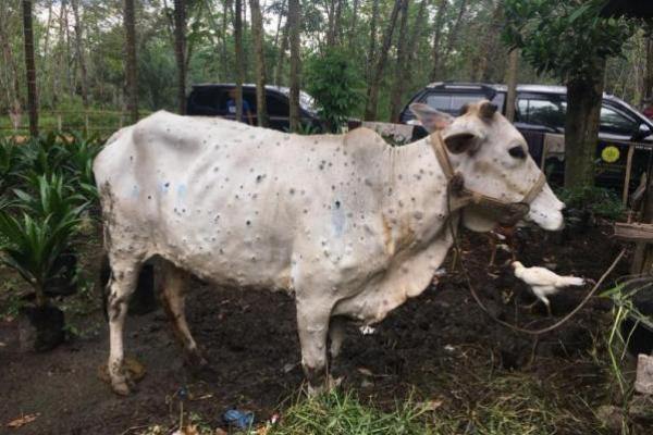 Kementan Siap Kerahkan Sumberdaya Tangani Lumpy Skin Disease Sapi