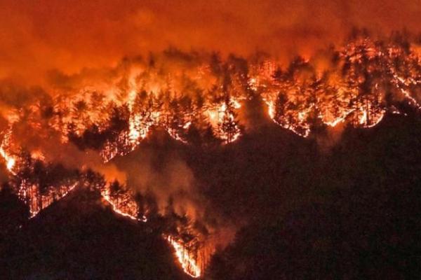 Kebakaran Hutan Melanda Pesisir Timur Korea