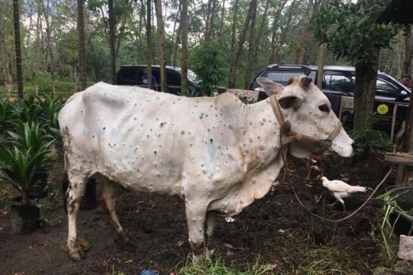 Kementan: Penyakit LSD Sapi Tidak Berbahaya Bagi Kesehatan Masyarakat 