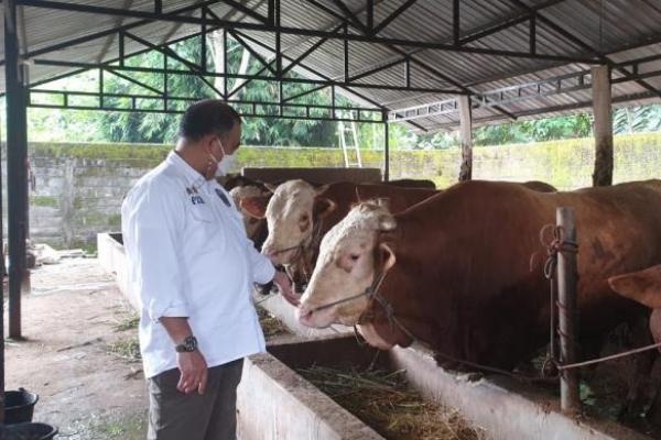 Kementan Apresiasi Peternak Boyolali Siap Suplai Kebutuhan Sapi Jabodetabek