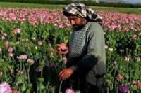 Taliban Keluarkan Dekrit Larangan Budi Daya Opium