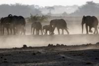 Seekor Gajah di Uganda Injak Peneliti Kolombia Hingga Tewas