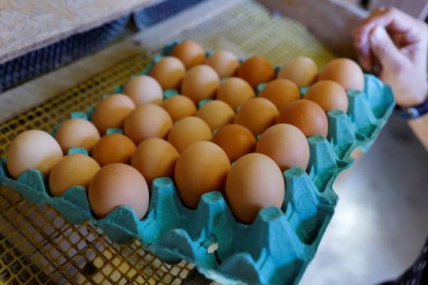 Telur mengandung banyak protein yang bagus untuk mempertahankan massa otot orang dewasa. Foto: Reuters