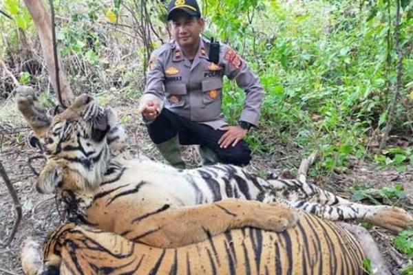 Dua Pembunuh Harimau Ditangkap Polres Aceh Timur 