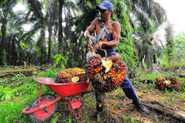 Dinas Perkebunan dan Peternakan Kalbar Ingatkan PKS Soal Penetapan Harga TBS