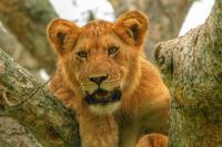 Pembunuhan Singa di Cagar Alam Uganda Mengkhawatirkan
