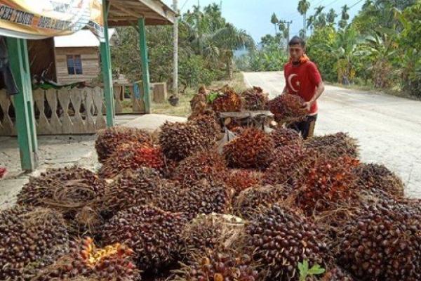 Kelapa Sawit di Mukomuko Turun Lima Ratus Perak 