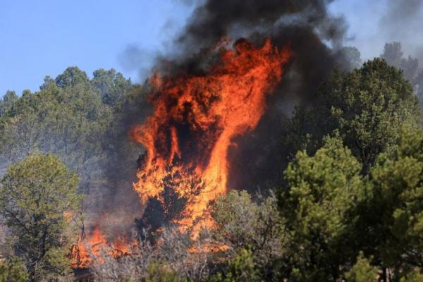 Dinas Kehutanan Akui sebagai Pihak yang Memulai Kebakaran Hutan New Mexico