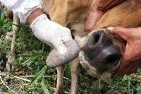 Hewan Ternak di Seluruh Wilayah Tiga Provinsi Ini Terinfeksi PMK