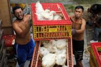 Malaysia Hentikan Ekspor, Hidangan Nasional Nasi Ayam Singapura Terancam