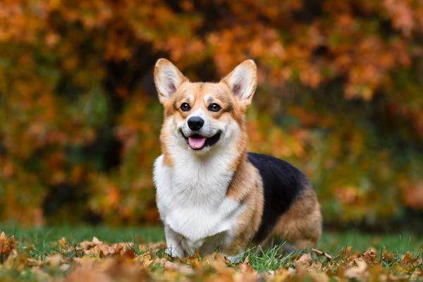 Umpama Anjing yang Selalu Menjulurkan Lidahnya