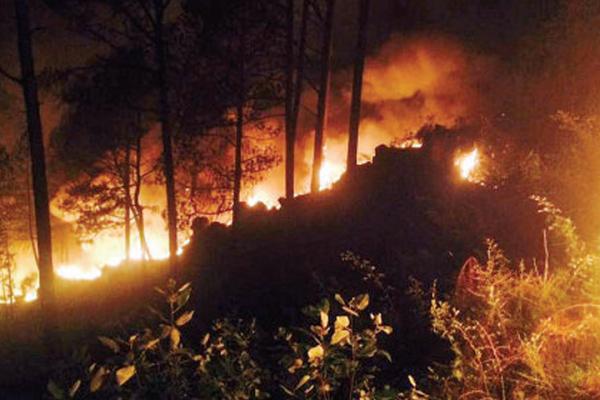 Empat Orang Tewas Akibat Kebakaran Hutan di Pakistan