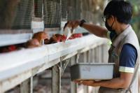 Indonesia Ingin Ekspor Ayam ke Singapura yang Dilanda Kekurangan