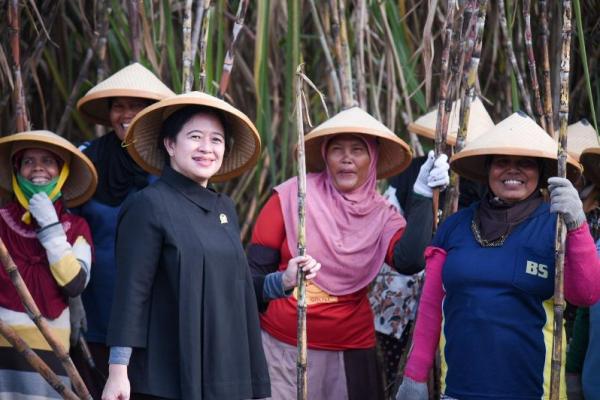 Panen Tebu, Puan Dukung PG Sindanglaut Kembali Dibuka