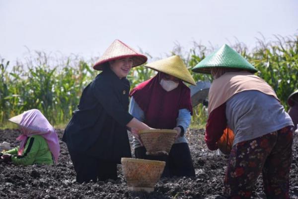 Sambil Tanam Bawang, Puan Dengarkan Keluhan Petani Brebes