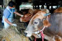 Petugas Ketahanan Pangan Kelautan dan Pertanian memeriksa sapi di Tanjung Priok, Jakarta Utara, 24 Juni 2022. Foto: Reuters