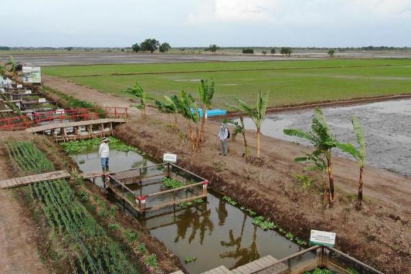 Pakar IPB: Food Estate Bisa Jadikan Indonesia Lumbung  Pangan Dunia