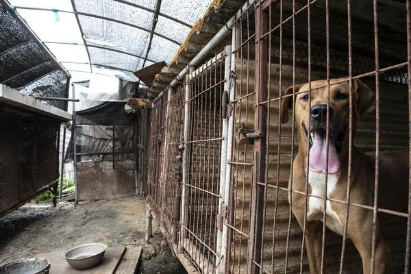 Puluhan Anjing Selamat dari Aksi Penjagalan Sebelum Tradisi Makan Sup Anjing di Korsel
