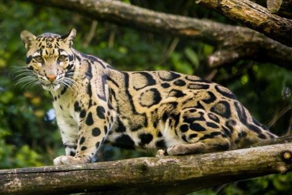 4 Agustus Hari Macan Dahan Internasional, Lestarikan Spesies Hewan Terindah yang Terancam Punah