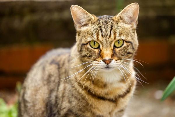 8 Agustus Hari Kucing Internasional, Makhluk Paling Keren di Planet, Mandiri dan Suka Berpetualang