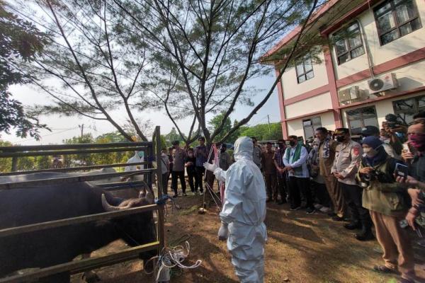 Dorong Zero PMK, Irjen Jan Samuel Pantau Langsung Vaksinasi PMK di Serang