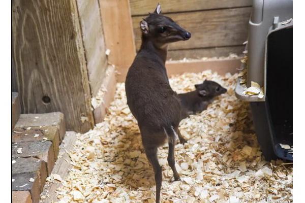 Kebun Binatang Maryland Sambut Penghuni Baru, Bayi Duiker yang Sehat dan Lucu