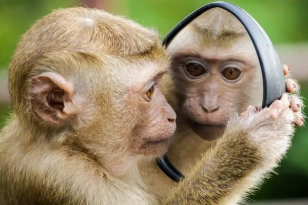 Kasus Cacar Monyet Melonjak, Sejumlah Hewan Primata Kena Sasaran Diracun