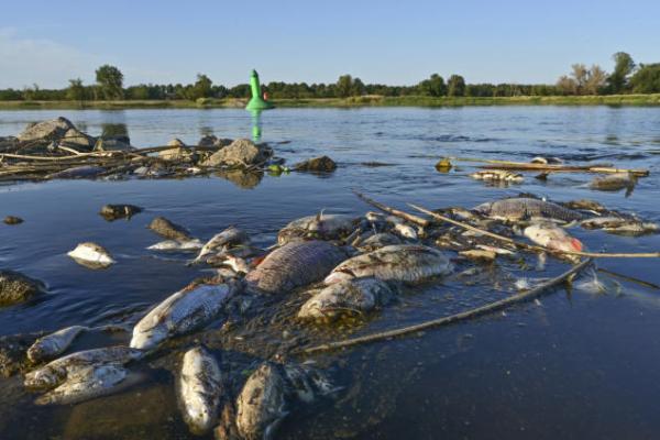 Penyebab Kematian Berton-Ton Ikan di Eropa Masih Misterius 