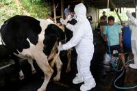 Indonesia Akan Impor 14 Juta Dosis Vaksin PMK 
