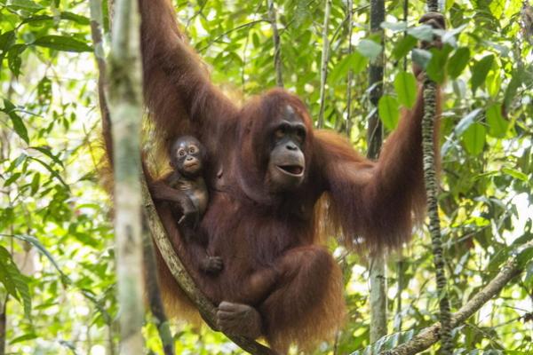 19 Agustus Hari Orangutan Internasional, Terancam Punah Kini Tersisa 600.000 Individu
