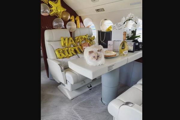 Choupette, Kucing Kesayangan Mendiang Karl Lagerfeld Rayakan Ultah Ke-11 di Jet Pribadi