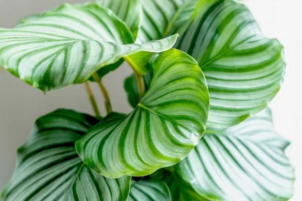 Cara Menanam dan Merawat Tanaman Hias Calathea Orbifolia