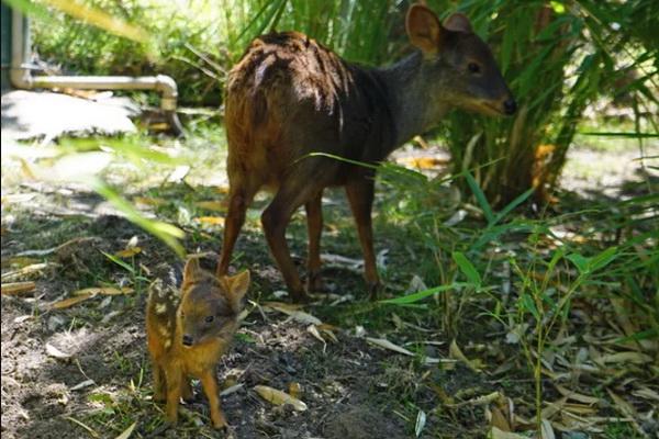 Kebun Binatang Oakland California Sambut Kelahiran Bayi Rusa Terkecil di Dunia