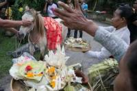 27 Agustus Umat Hindu Bali Rayakan Tumpek Kandang, Persembahan untuk Penjaga Hewan