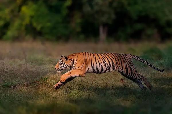 Hanya dengan Tangan Kosong, Ibu Selamatkan Bayinya dari Serangan Harimau