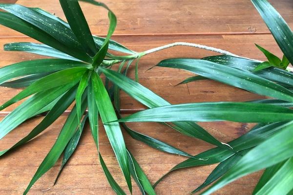 Tak Cuma untuk Pewarna Makanan, Berikut 6 Manfaat Daun Suji untuk Kesehatan