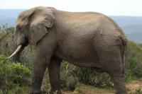 Selamatkan Gajah, Paul McCartney Kirim Surat ke Pemerintah India