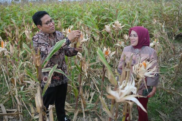 Saat Gus Halim Panen Jagung dan Madu Bersama Warga Desa di Jembrana