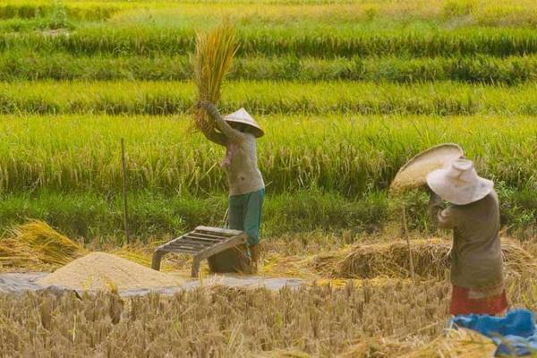 24 September Hari Tani Nasional, Kenang Sejarah Perjuangan Kaum Petani dari Kesengsaraan