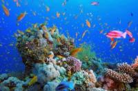 24 September Hari Amnesti Ikan, Pentingnya Kehidupan Laut bagi Manusia
