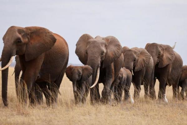 Kekeringan Membunuh 205 Gajah Kenya dalam 10 Bulan, Sebagian di Taman Nasional