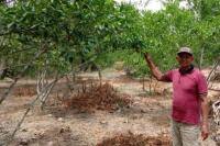 Bertani Tak Ingkar Janji, Ketut Kota Sukses Bertani Jeruk di Tanah Rantauan