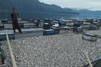 Puluhan Ton Ikan Mati, Petani Danau Maninjau Alami Kerugian Rp1,26 Miliar