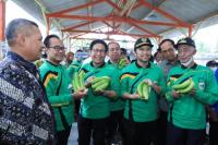 Gus Halim, sapaan akrab Abdul Halim Iskandar saat panen perdana pisang cavendish di Desa Maskuning Kulon, Kecamatan Pujer, Bondowoso, Sabtu (26/11).