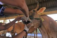 Dokter Hewan dari Dinas Ketahanan Pangan dan Pertanian (DKPP) Indramayu memeriksa sapi yang baru tiba di Rumah Pemotongan Hewan (RPH) Indramayu, Jawa Barat, Rabu (18/5/2022).foto: Antara